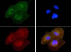 Invitrogen SLIRP Polyclonal Antibody 100 &mu;L; Unconjugated:Antibodies,
