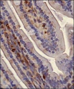 Invitrogen SLIRP Polyclonal Antibody 100 &mu;L; Unconjugated:Antibodies,