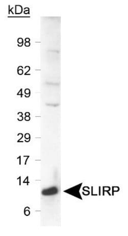 Invitrogen SLIRP Polyclonal Antibody 100 &mu;L; Unconjugated:Antibodies,