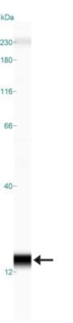 Invitrogen SLIRP Polyclonal Antibody 100 &mu;L; Unconjugated:Antibodies,