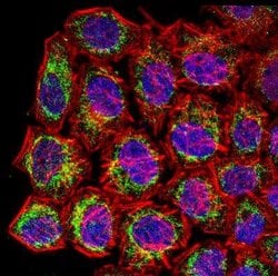 Invitrogen COX4 Polyclonal Antibody 100 &mu;L; Unconjugated:Antibodies,