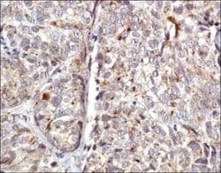 Invitrogen COX4 Polyclonal Antibody 100 &mu;L; Unconjugated:Antibodies,