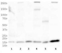 Invitrogen COX4 Polyclonal Antibody 100 &mu;L; Unconjugated:Antibodies,