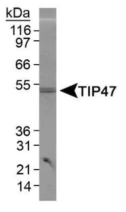 Invitrogen TIP47 Polyclonal Antibody 100 &mu;L; Unconjugated:Antibodies,
