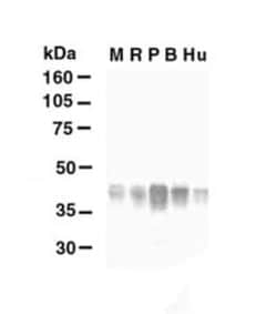 Invitrogen Glutamine Synthetase Polyclonal Antibody 100 &mu;L; Unconjugated:Antibodies,