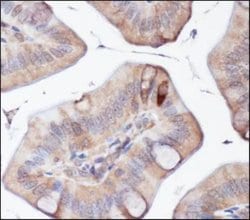 Invitrogen ATG5 Polyclonal Antibody 100 &mu;L; Unconjugated:Antibodies,