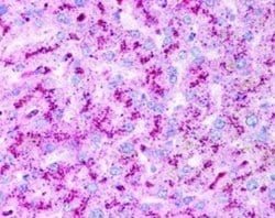 Invitrogen ATG5 Polyclonal Antibody 100 &mu;L; Unconjugated:Antibodies,