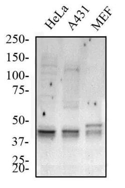 Invitrogen ATG5 Polyclonal Antibody 100 &mu;L; Unconjugated:Antibodies,