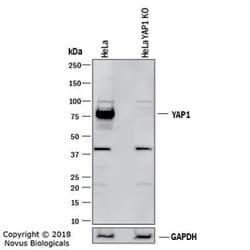 Invitrogen YAP1 Polyclonal Antibody 100 &mu;L; Unconjugated:Antibodies,