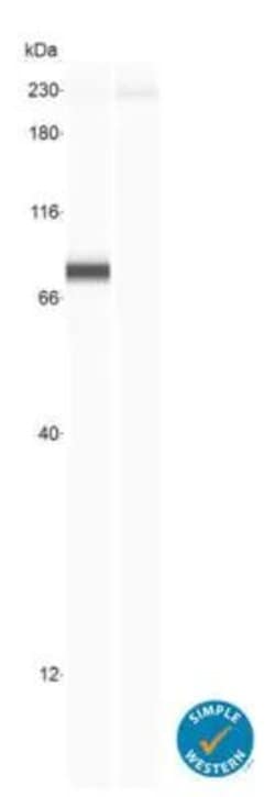 Invitrogen YAP1 Polyclonal Antibody 100 &mu;L; Unconjugated:Antibodies,