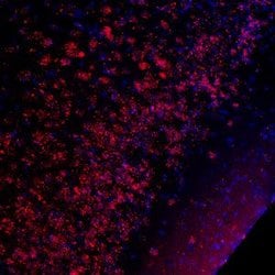 Invitrogen Phospho-CREB (Ser133) Polyclonal Antibody 100 &mu;L; Unconjugated:Antibodies,