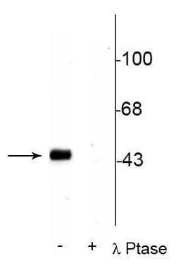 Invitrogen Phospho-CREB (Ser133) Polyclonal Antibody 100 &mu;L; Unconjugated:Antibodies,