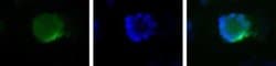 Invitrogen WWTR1 Polyclonal Antibody 100 &mu;L; Unconjugated:Antibodies,