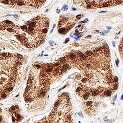Invitrogen WWTR1 Polyclonal Antibody 100 &mu;L; Unconjugated:Antibodies,
