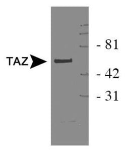 Invitrogen WWTR1 Polyclonal Antibody 100 &mu;L; Unconjugated:Antibodies,