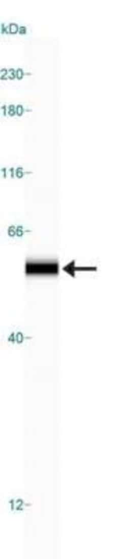 Invitrogen WWTR1 Polyclonal Antibody 100 &mu;L; Unconjugated:Antibodies,