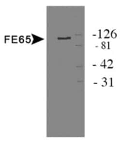Invitrogen Fe65 Polyclonal Antibody 100 &mu;L; Unconjugated:Antibodies,