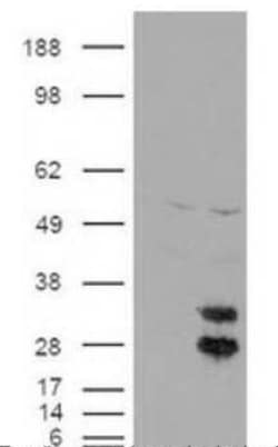 Invitrogen Fe65 Polyclonal Antibody 100 &mu;L; Unconjugated:Antibodies,