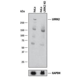 Invitrogen LRRK2 Polyclonal Antibody 100 &mu;L; Unconjugated:Antibodies,