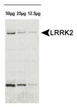 Invitrogen LRRK2 Polyclonal Antibody 100 &mu;L; Unconjugated:Antibodies,