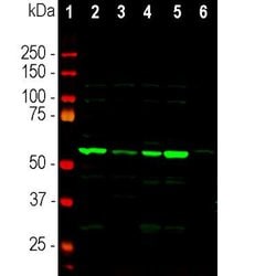 Invitrogen Coronin 1A Polyclonal Antibody 100 &mu;L | Buy Online | Invitrogen&trade; | Fisher Scientific