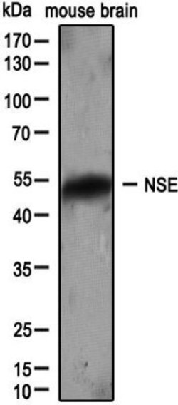 Invitrogen NSE Polyclonal Antibody 100 &mu;L; Unconjugated:Antibodies,
