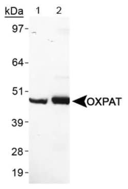 Invitrogen OXPAT Polyclonal Antibody 100 &mu;L; Unconjugated:Antibodies,