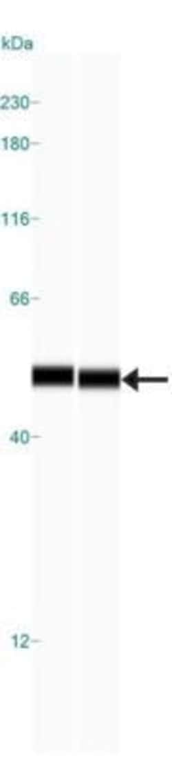 Invitrogen OXPAT Polyclonal Antibody 100 &mu;L; Unconjugated:Antibodies,