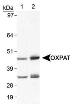 Invitrogen OXPAT Polyclonal Antibody 100 &mu;L | Buy Online | Invitrogen&trade; | Fisher Scientific