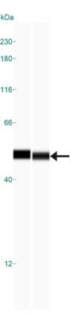 Invitrogen OXPAT Polyclonal Antibody 100 &mu;L | Buy Online | Invitrogen&trade; | Fisher Scientific