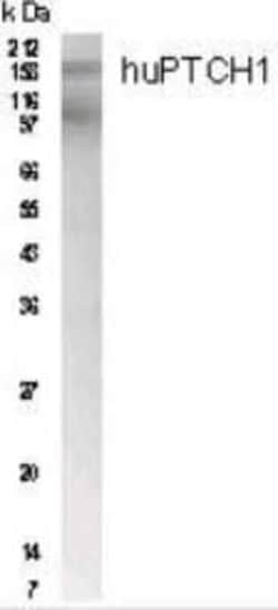 Invitrogen PTCH Polyclonal Antibody 100 &mu;L; Unconjugated:Antibodies,