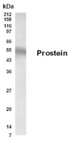 Invitrogen Prostein Polyclonal Antibody 100 &mu;L; Unconjugated:Antibodies,