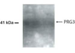 Invitrogen AMID Polyclonal Antibody 100 &mu;L; Unconjugated:Antibodies,
