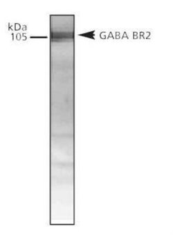 Invitrogen GABBR2 Polyclonal Antibody 100 &mu;L; Unconjugated:Antibodies,