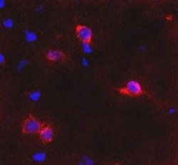 Invitrogen mGluR6 Polyclonal Antibody 100 &mu;L; Unconjugated:Antibodies,