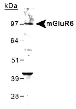 Invitrogen mGluR6 Polyclonal Antibody 100 &mu;L; Unconjugated:Antibodies,