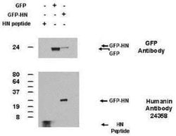 Invitrogen Humanin Polyclonal Antibody 100 &mu;L; Unconjugated:Antibodies,