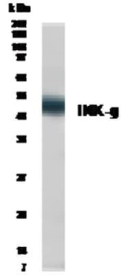 Invitrogen IKK gamma Polyclonal Antibody 100 &mu;g; Unconjugated:Antibodies,
