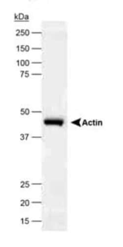 Invitrogen beta Actin Polyclonal Antibody 50 &mu;L | Buy Online | Invitrogen&trade; | Fisher Scientific