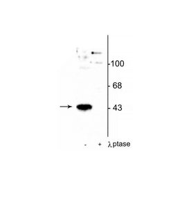 Invitrogen Phospho-MEK1 (Thr386) Polyclonal Antibody 100 &mu;L; Unconjugated:Antibodies,