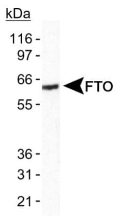 Invitrogen FTO Polyclonal Antibody 100 &mu;L; Unconjugated:Antibodies,