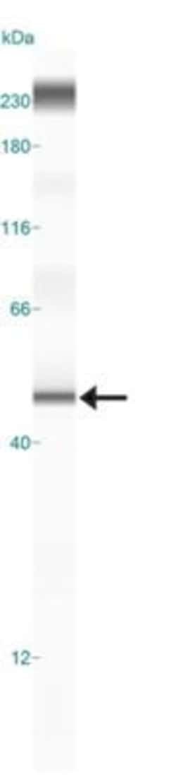 Invitrogen Beclin 2 Polyclonal Antibody 100 &mu;L; Unconjugated:Antibodies,