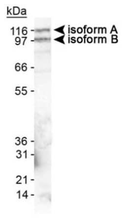 Invitrogen EPB41L3 Polyclonal Antibody 100 &mu;L; Unconjugated:Antibodies,