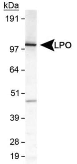 Invitrogen LPO Polyclonal Antibody 100 &mu;L | Buy Online | Invitrogen&trade; | Fisher Scientific