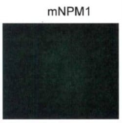 Invitrogen NPM1 (mutant) Polyclonal Antibody 100 μL; Unconjugated:Antibodies,