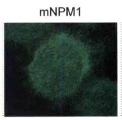 Invitrogen NPM1 (mutant) Polyclonal Antibody 100 μL; Unconjugated:Antibodies,