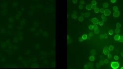 Invitrogen Phospho-KV3.1 (Ser503) Polyclonal Antibody 100 &mu;L | Buy Online | Invitrogen&trade; | Fisher Scientific