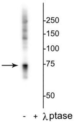 Invitrogen Phospho-c-Raf (Ser642) Polyclonal Antibody 100 &mu;L; Unconjugated:Antibodies,