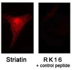 Invitrogen STRN Polyclonal Antibody 100 &mu;L; Unconjugated:Antibodies,