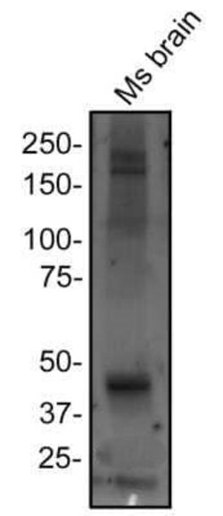 Invitrogen TRPML1 Polyclonal Antibody 100 &mu;L; Unconjugated:Antibodies,